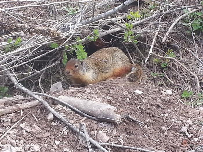 ground squirrel living in a hugel