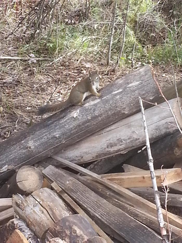 tree squirrel atop a wood pile