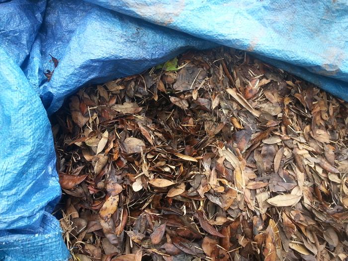 steamy compost