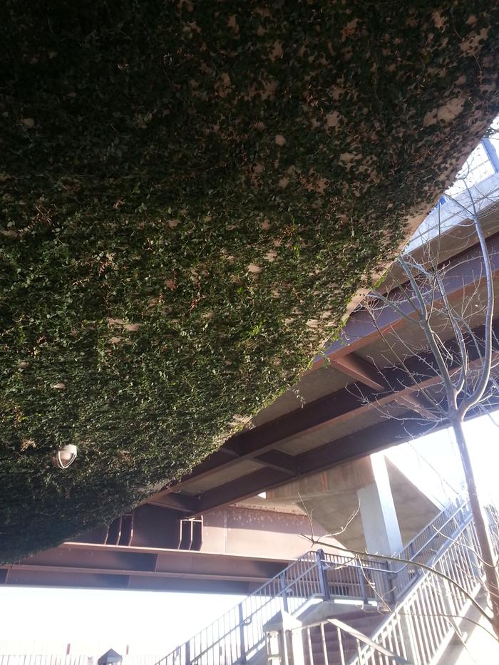 ivy or something climbing a spiral bike ramp