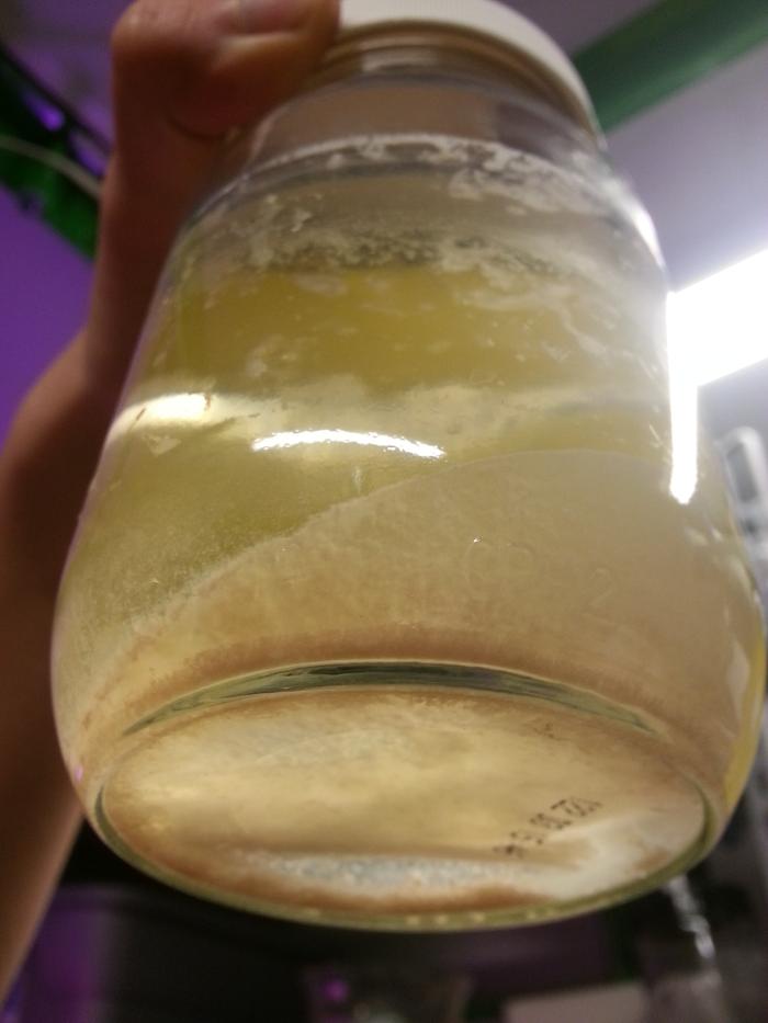 bacteria that eats plastic, good for landfills, bad for wofatis