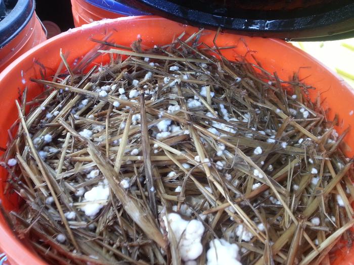 mycoremediation inoculant at ecology action landfill cleanup site