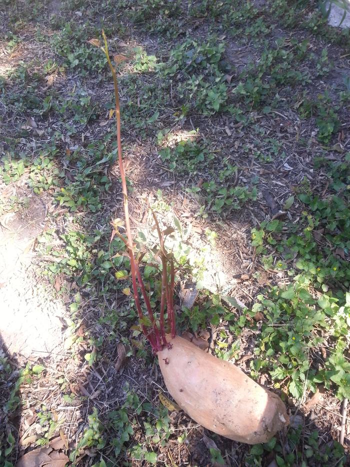 Sweet potato