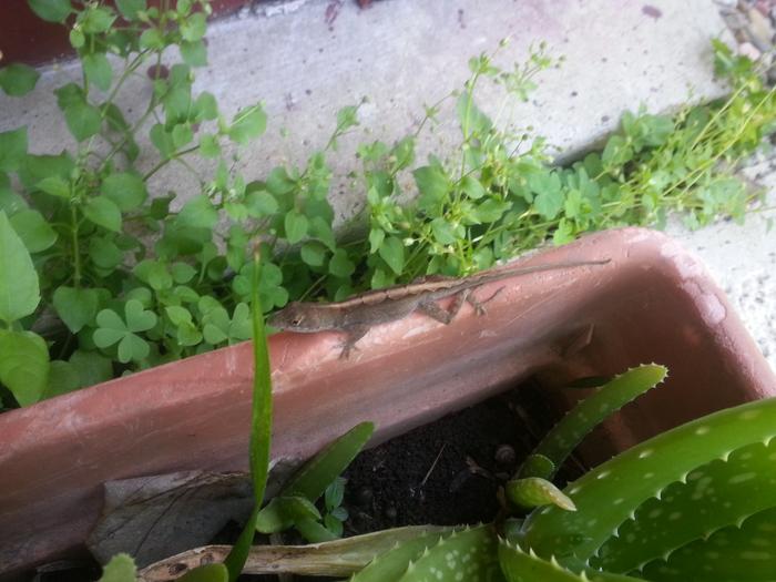 some kind of nice lizard?