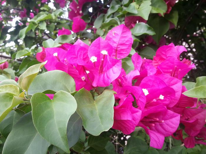 subtropical flowers?