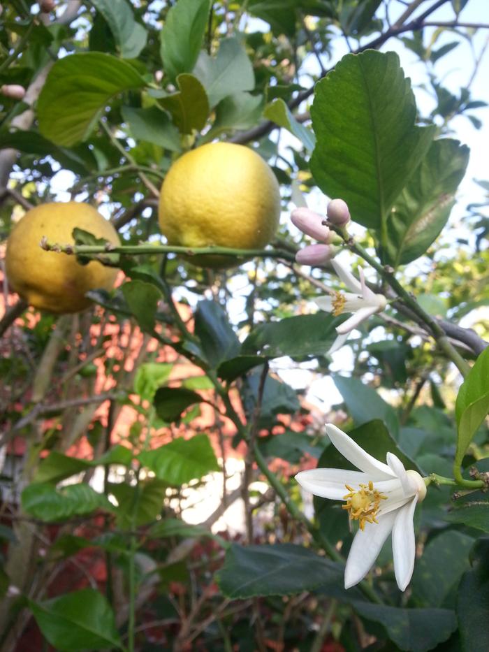 valley lemon tree