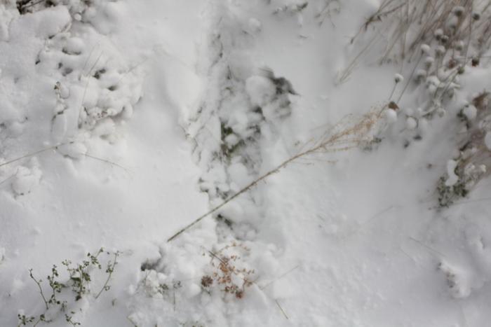 foot-print-in-snow-saved-by-berm