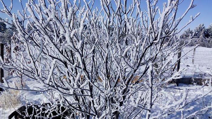 iced-tree