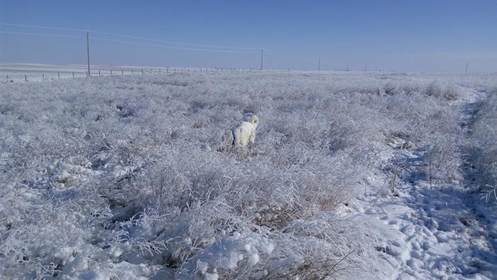 sweet-clover-snow-harvesting