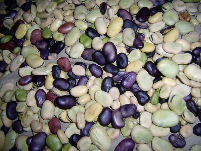 fava beans: earliest seed harvest of 2016.