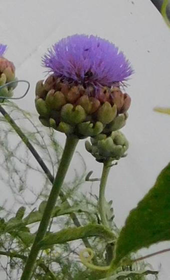 artichoke flower