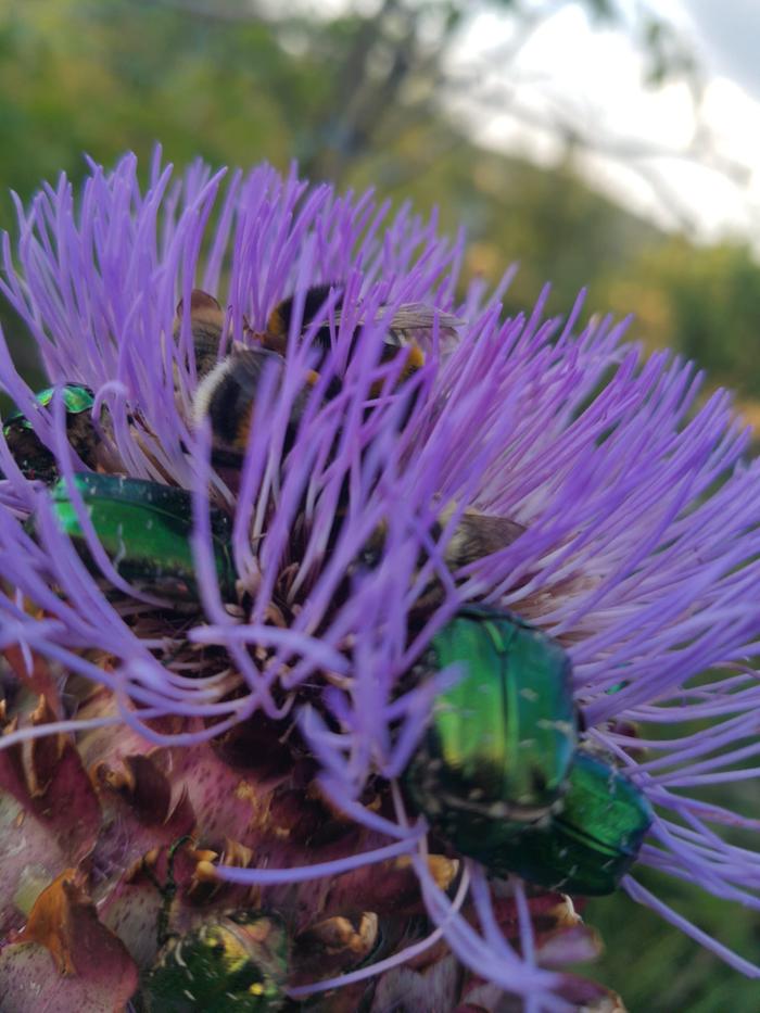 cardoonflowerbugparty.jpg&amp;#93;
