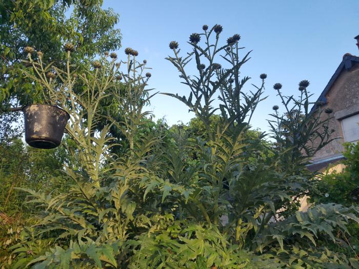 hugecardoon.jpg&amp;#93;