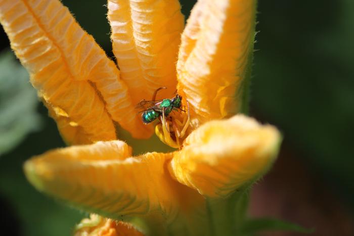 [Thumbnail for green-bee-squash-blossom.JPG]