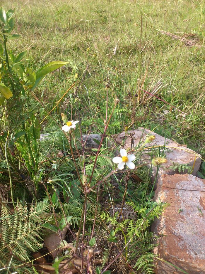 Bidens alba?