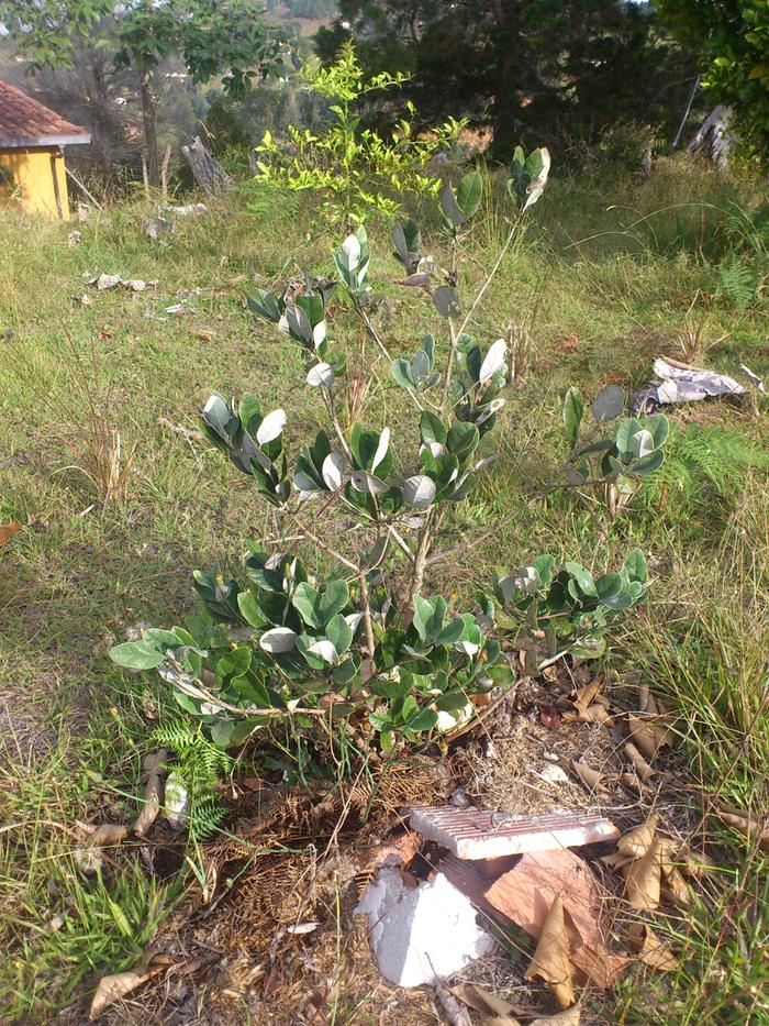 Feijoa tree