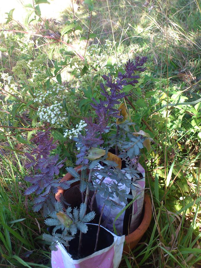 Purple acacia cuttings taking root