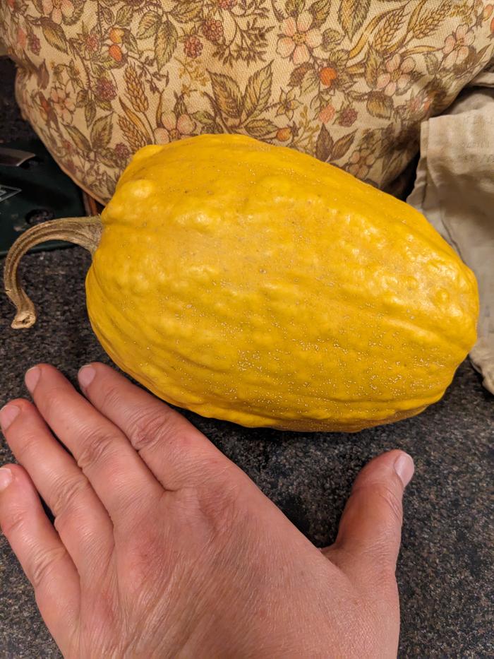 A small lumpy yellow winter squash