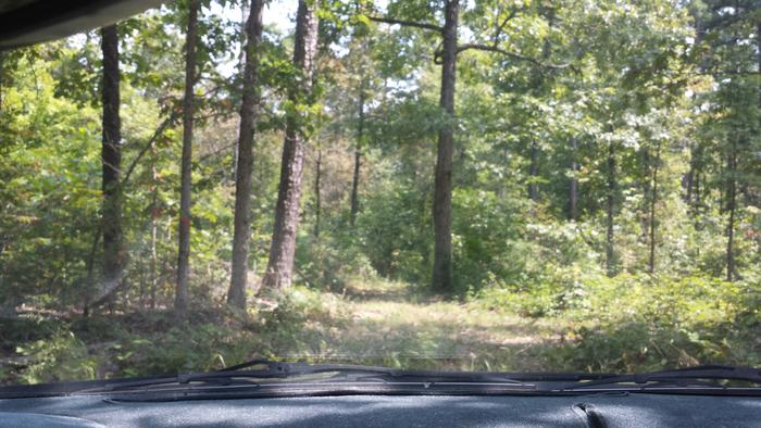 tree-view-from-vehicle-windscreen