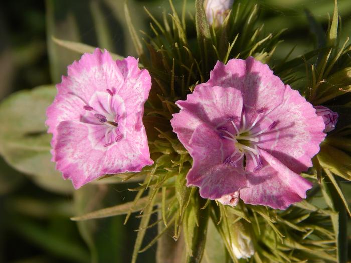 Dianthus