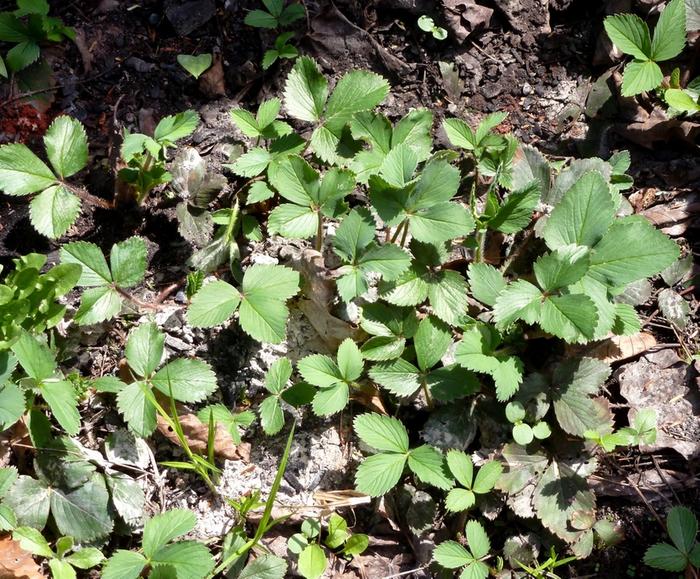 wild-strawberries-next-to-yurt