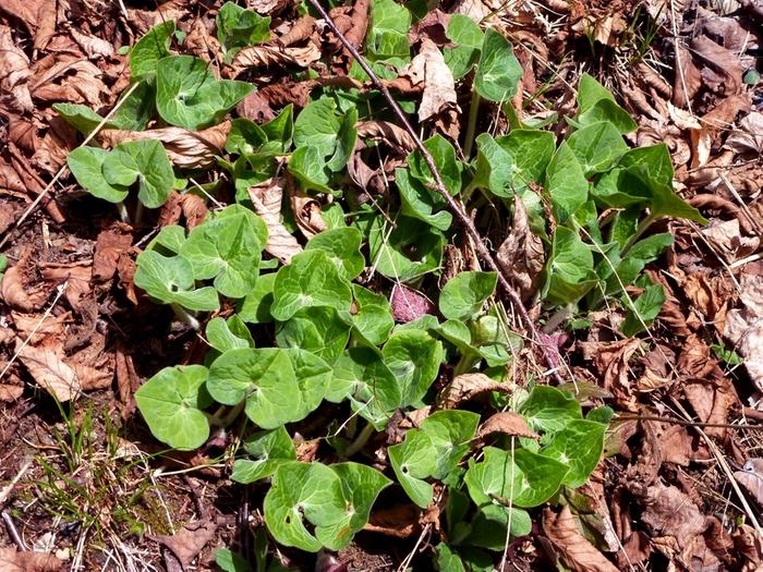 wild-ginger-in-mini-food-forest