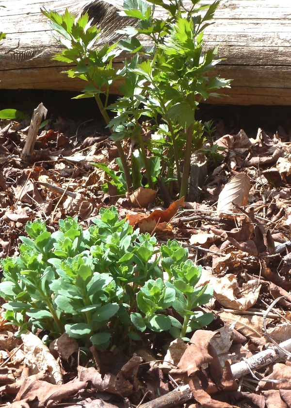 [Thumbnail for orpine-in-salad-garden-with-lovage.jpg]