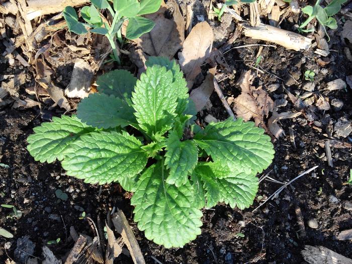 [Thumbnail for 2015-05-04-17.27.58.jpg]