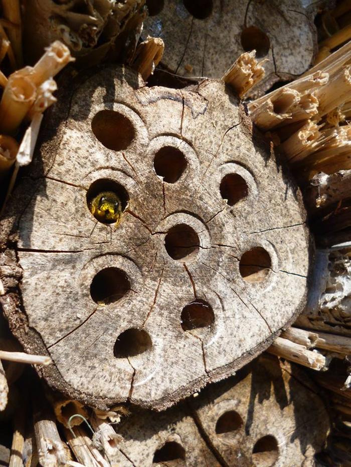 happy bee in my home made bee house