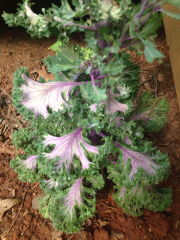 [Thumbnail for image.jpg]