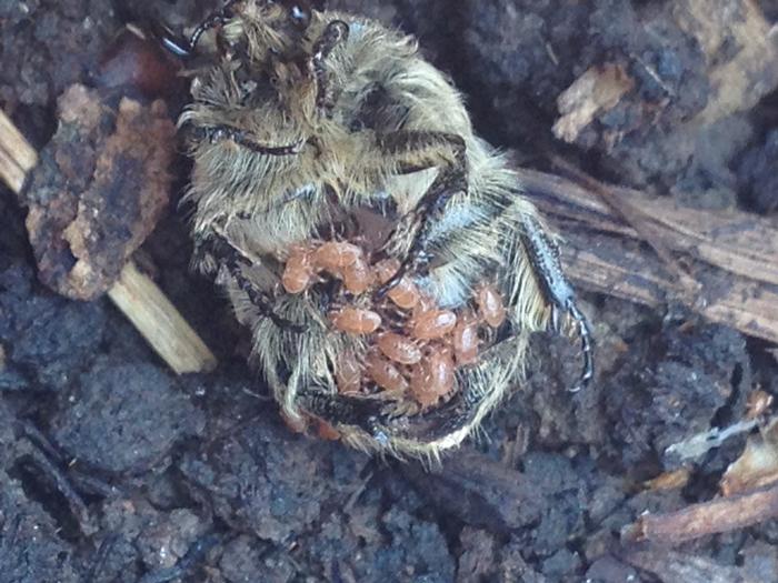 fly and mites?