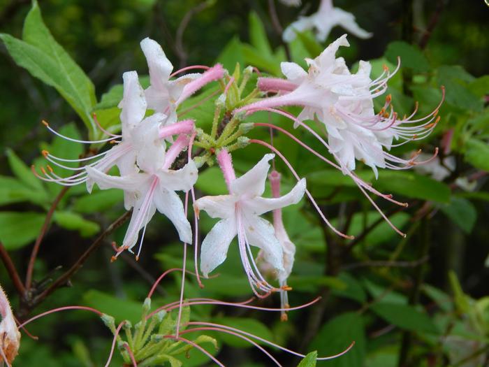 [Thumbnail for wildflower-4.JPG]