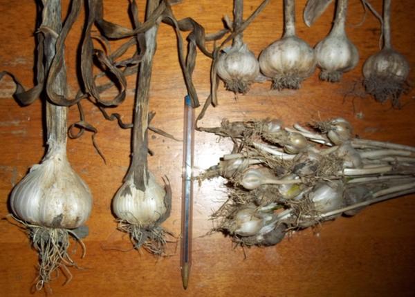 garlic harvest from feral bulbs
