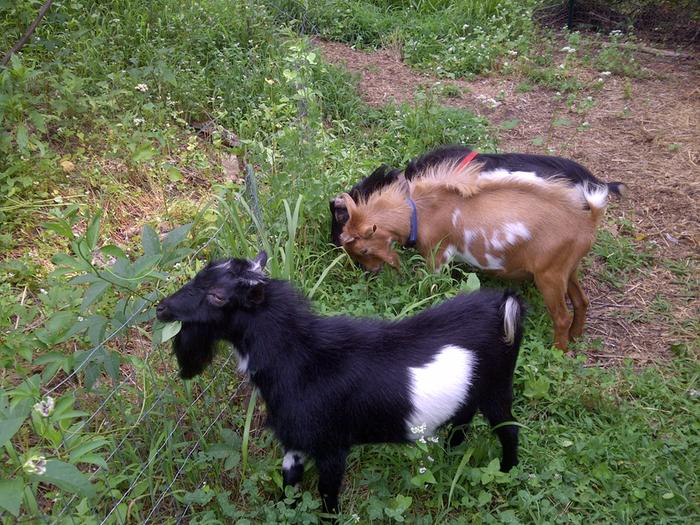 [Thumbnail for goats-in-the-garden.jpg]