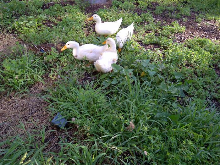 [Thumbnail for ducks-2.jpg]