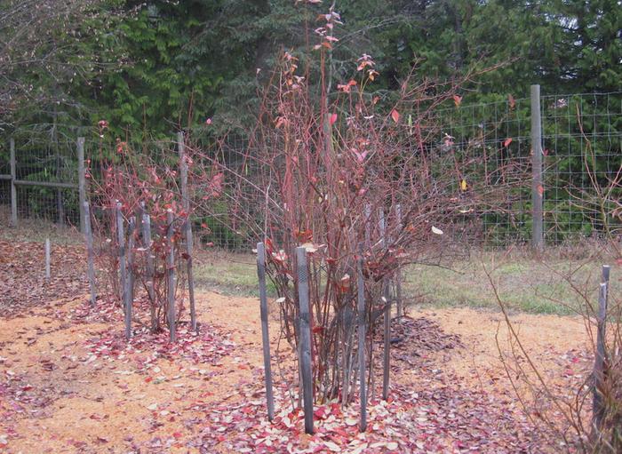 [Thumbnail for Blueberry-Plants-in-Fall.JPG]