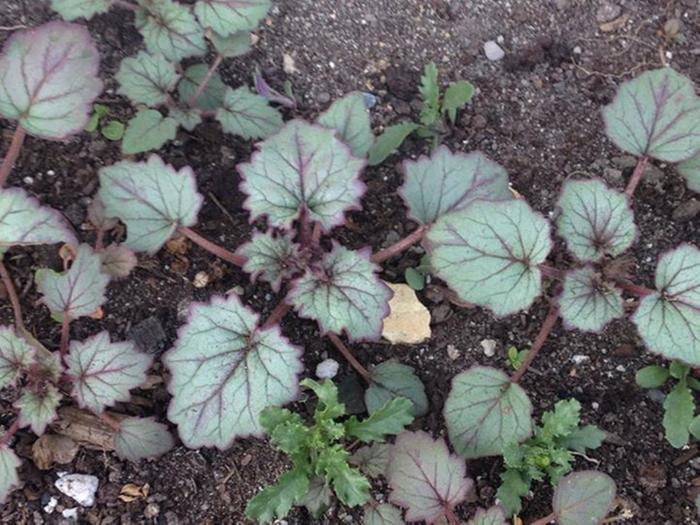 [Thumbnail for weed.jpg]