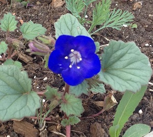 [Thumbnail for flowerblue.jpg]