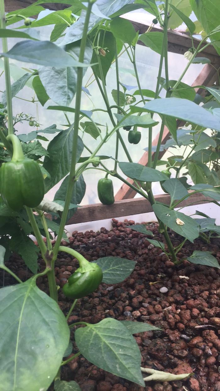 growing capiscum in canada