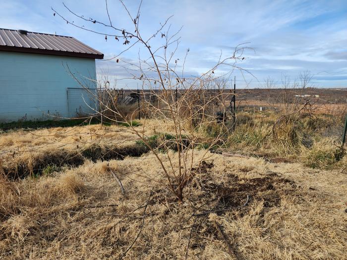 Mulberry tree moved away from house and placed near the dog pond in the middle of the dog yard.