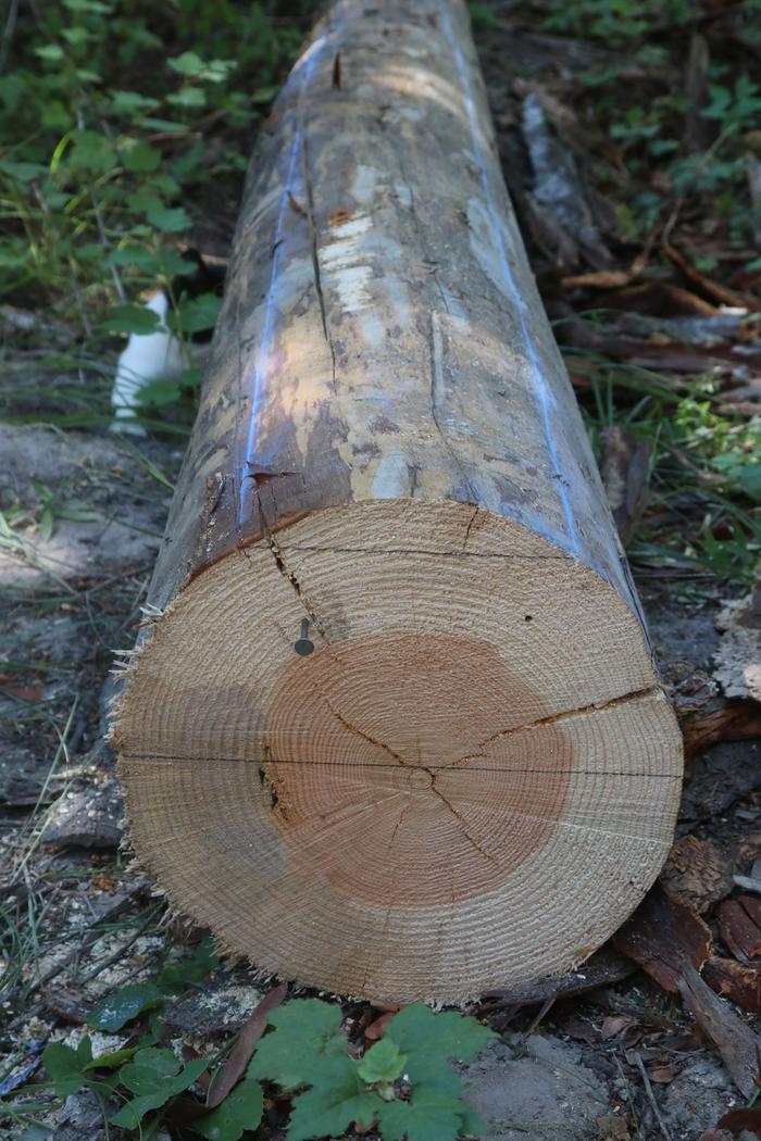 log marked level with chalk lines snapped