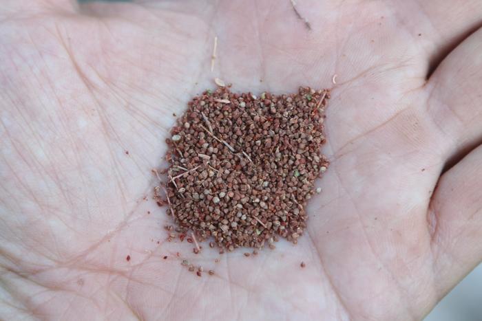 Sheep sorrel (Rumex acetosella) seeds