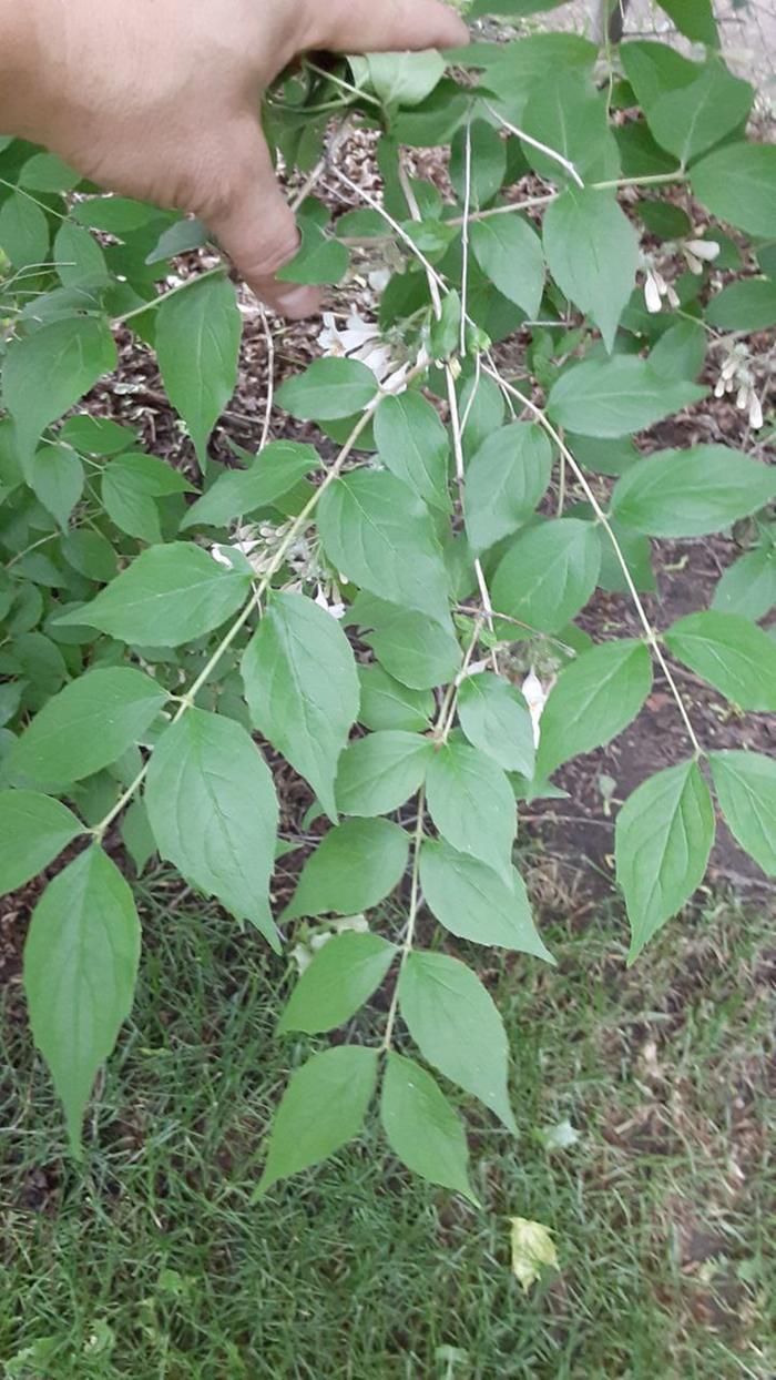 the flower on this plant?