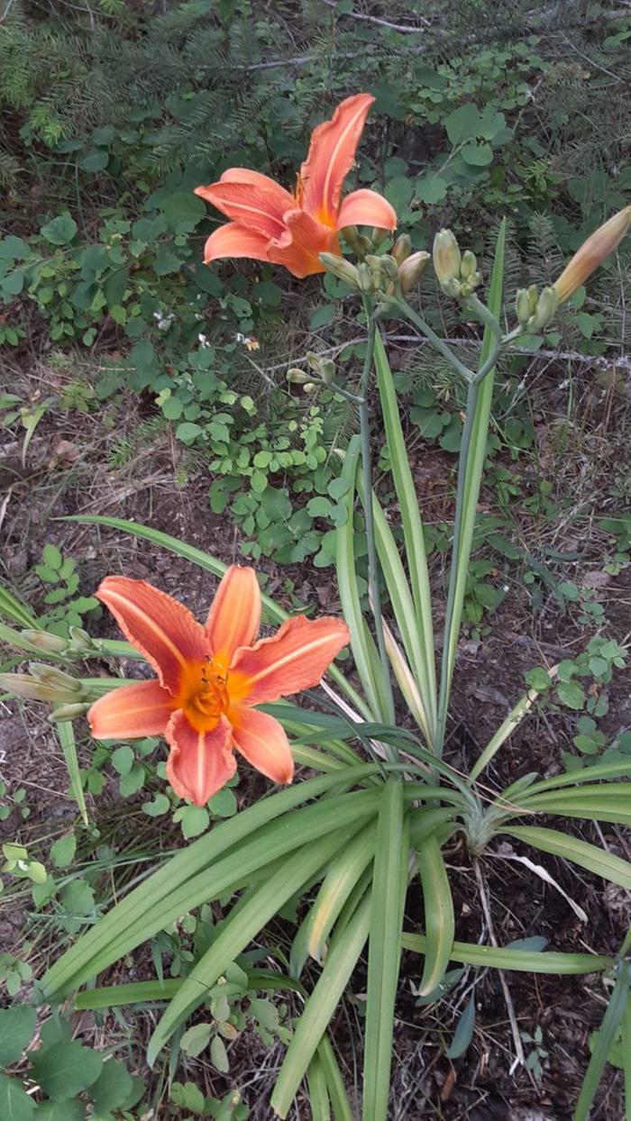 Daylilies transplanted from Minnesota, took a few years to grow and bloom