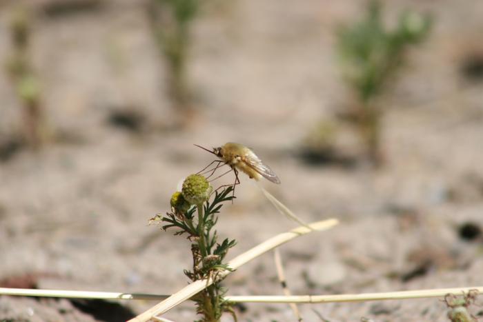 Bee fly in the genus Bombylius on flower