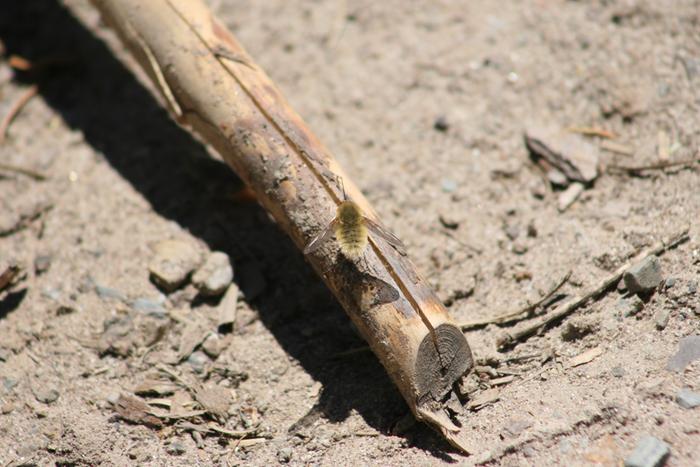 Bee fly in the genus Bombylius on log proboscis out