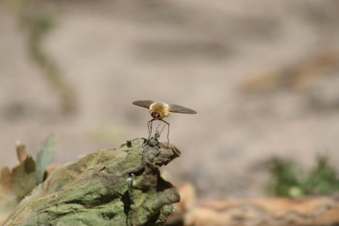 Bee fly in the genus Bombylius