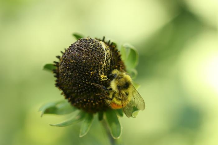 Bumblebee on Rudbeckia occidentalis &amp;amp;#91;western coneflower&amp;amp;#93;