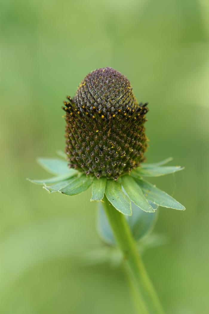 Rudbeckia occidentalis