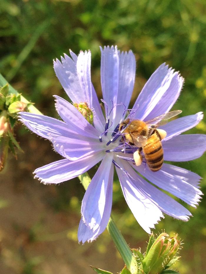 Honeybee with massive pollen load on chicory